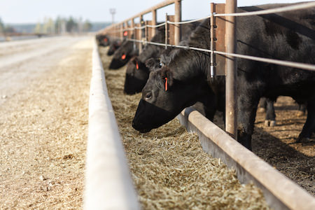 Dry continues to see prices trend sideways