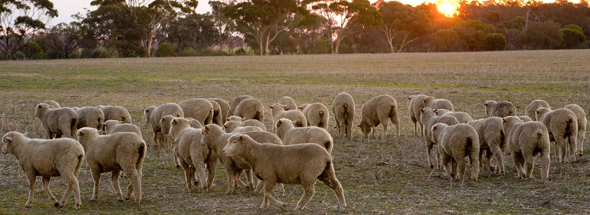 Steady as she goes for wool