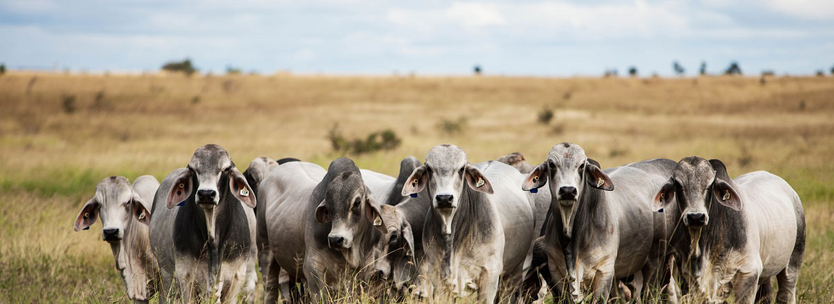 Practical agribusiness livestock finance solutions