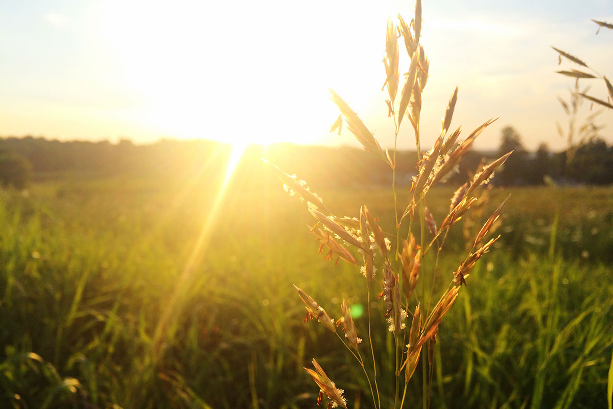 Canola – Seeding vs harvest