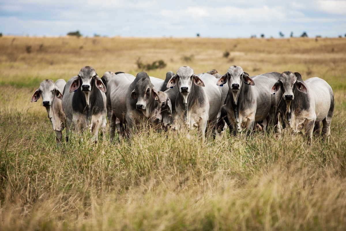 Limited northern rain and high slaughter weighs on prices