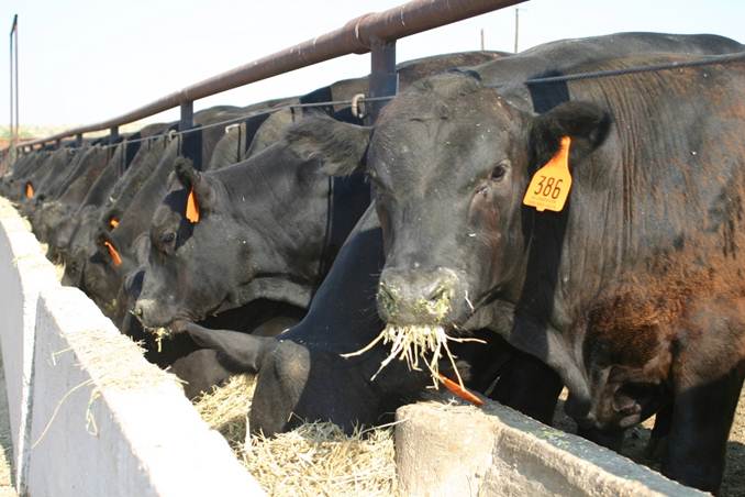 Throughput eases as cattle prices soften