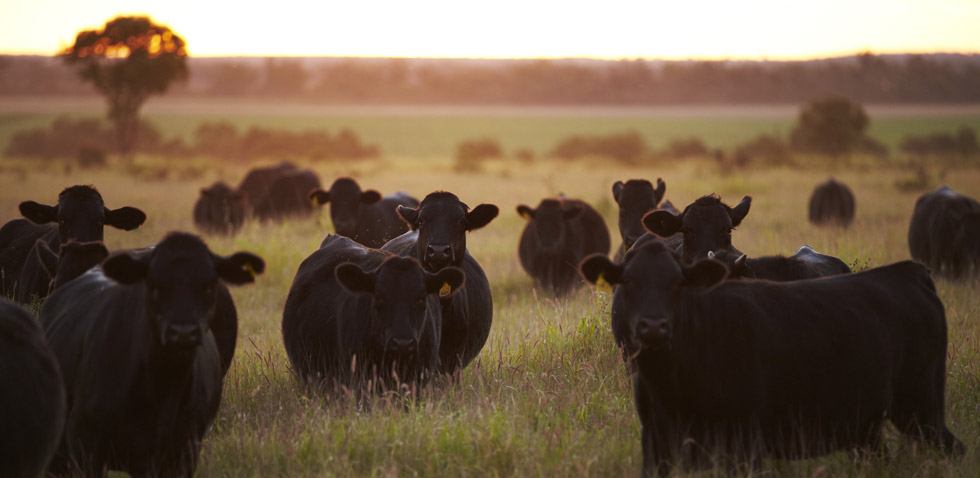 Heavier cattle performing better than last year.