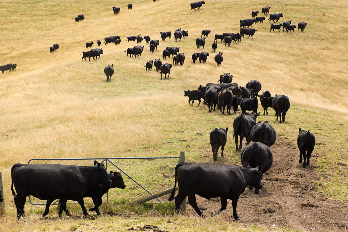 Demand driving cattle prices higher