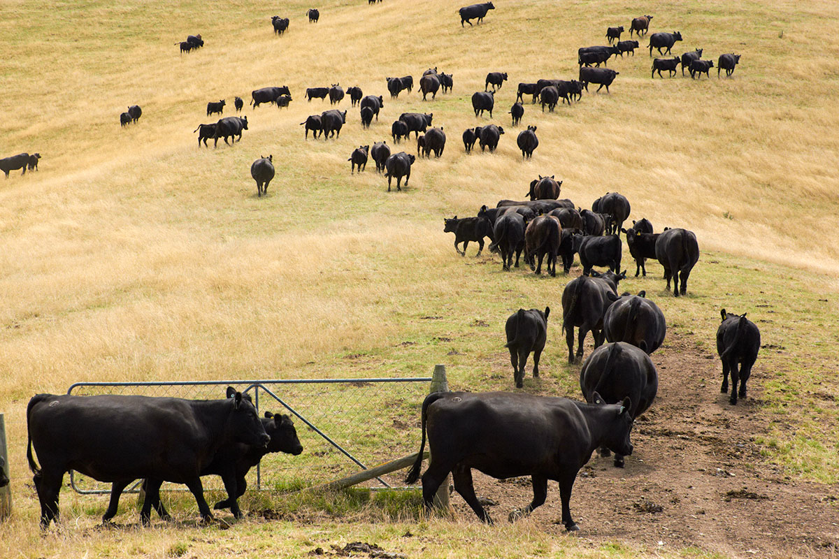 It appears there was a bit of a cattle backlog