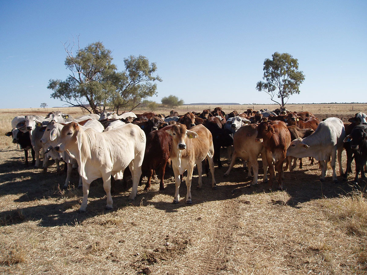 Global cattle in A$ terms