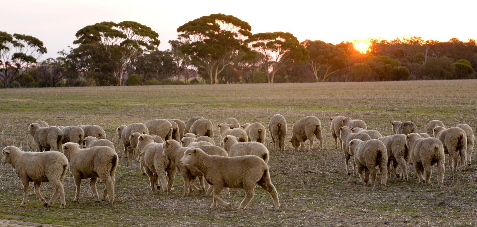 No black Friday for lamb and sheep