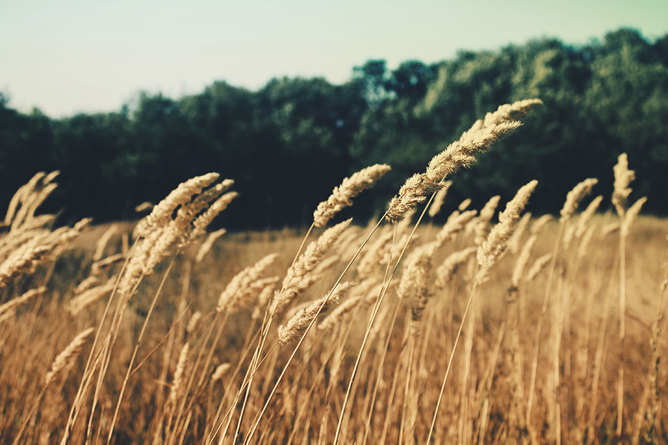 Wheat gets a boost from the WASDE