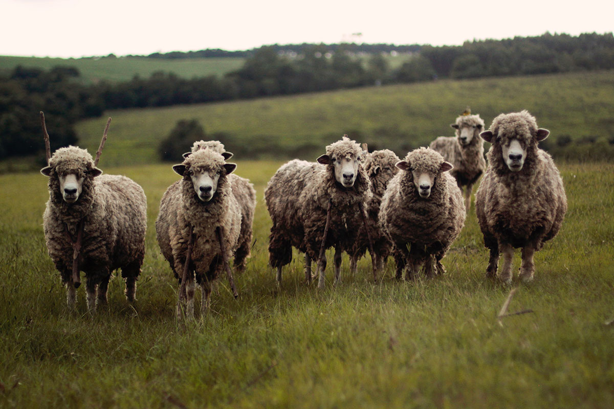 “Unrelenting” – a new describer for the wool market?
