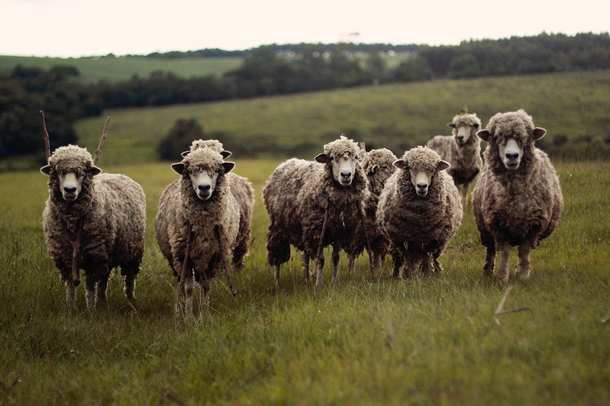 Glory days for wool growers