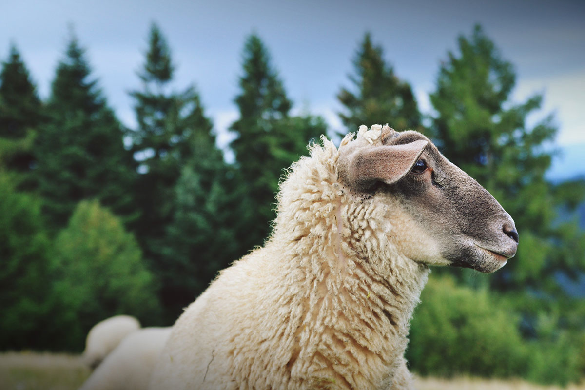 This lamb price seesaw is making me dizzy…