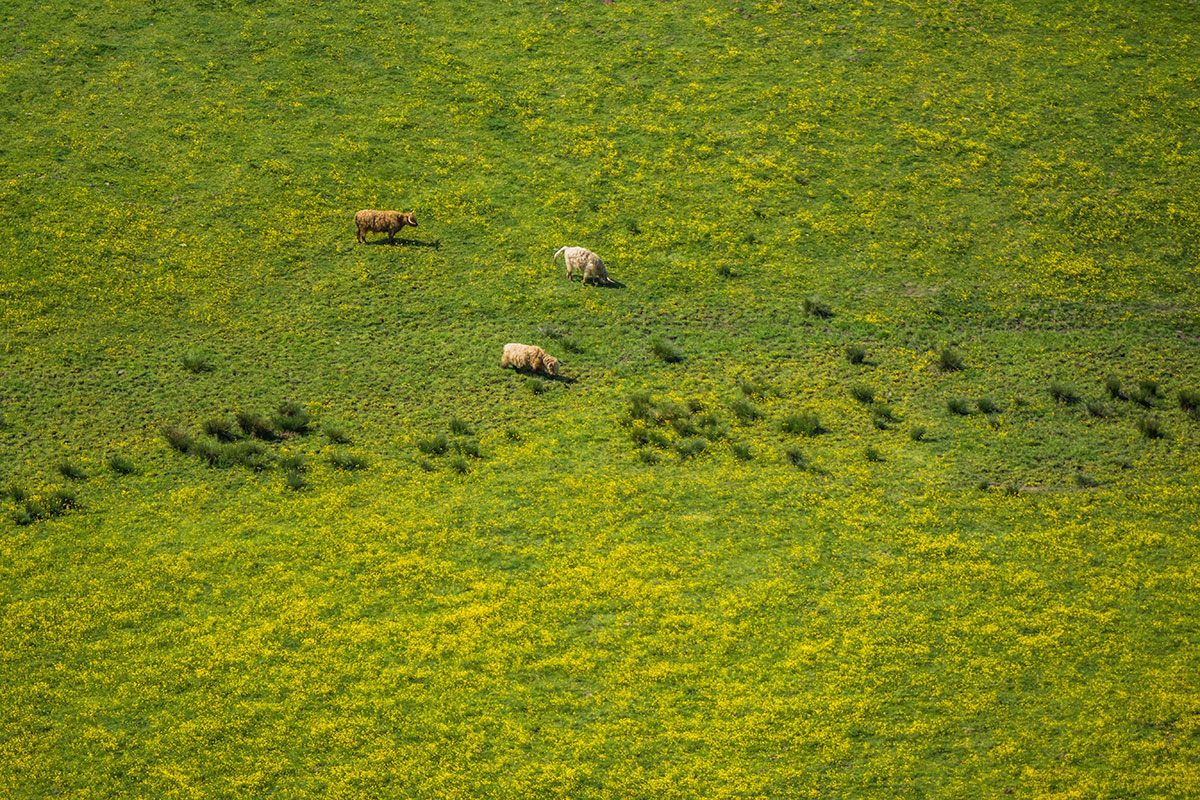 Cattle projections forecasting lower slaughter but demand will drive prices