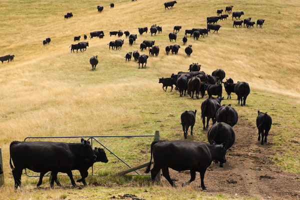 Cattle price support dries up