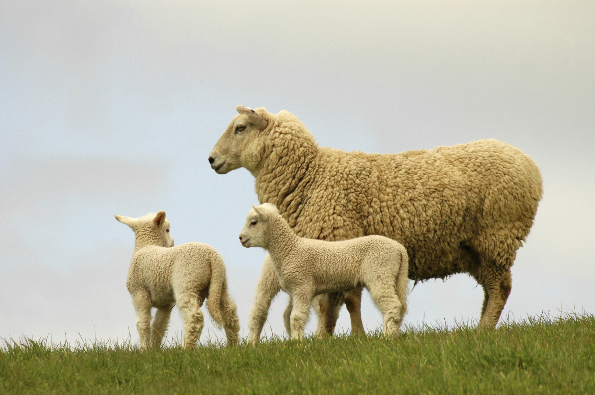 All systems go for the wool market