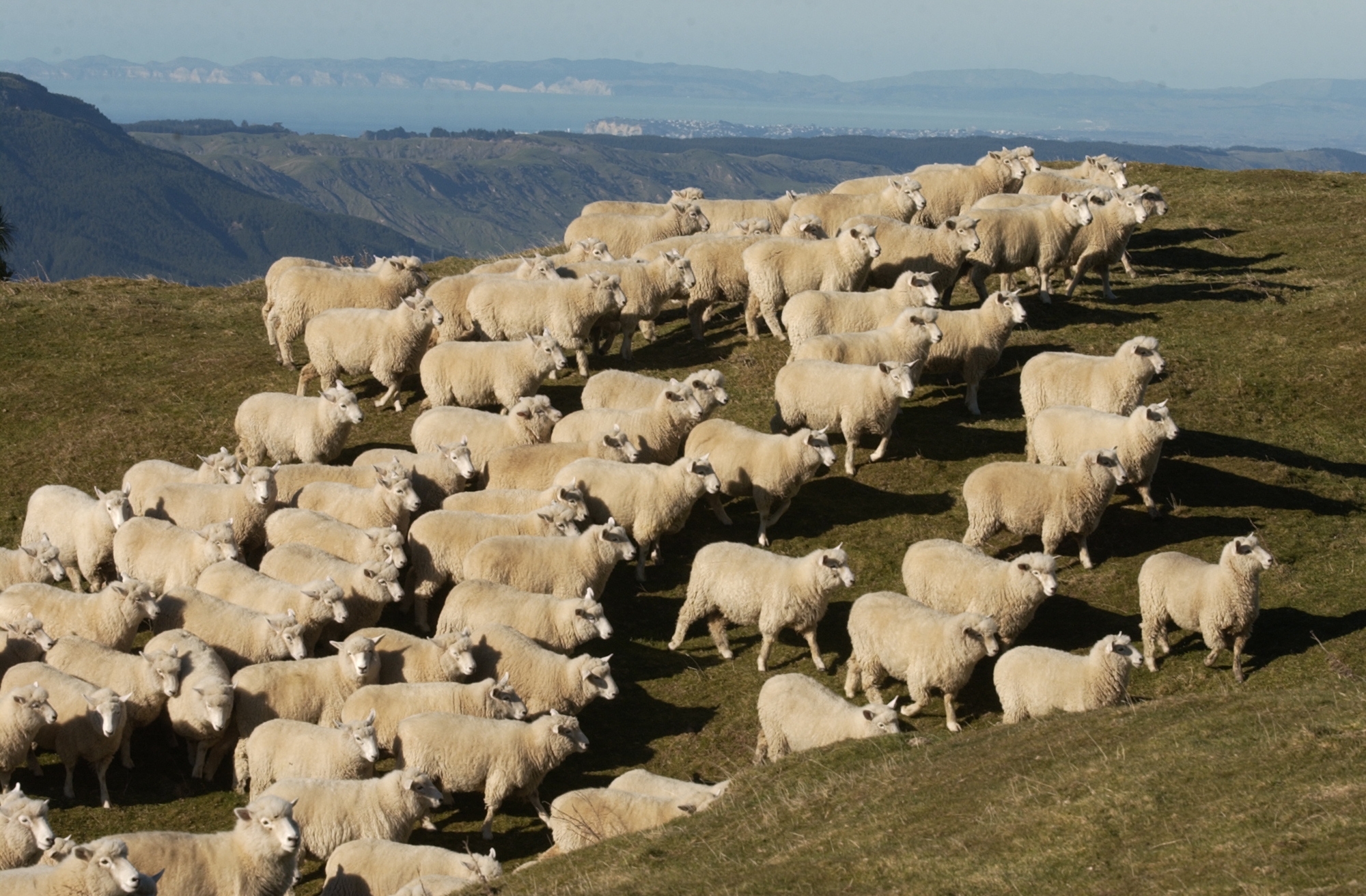 Easter presents for the wool market