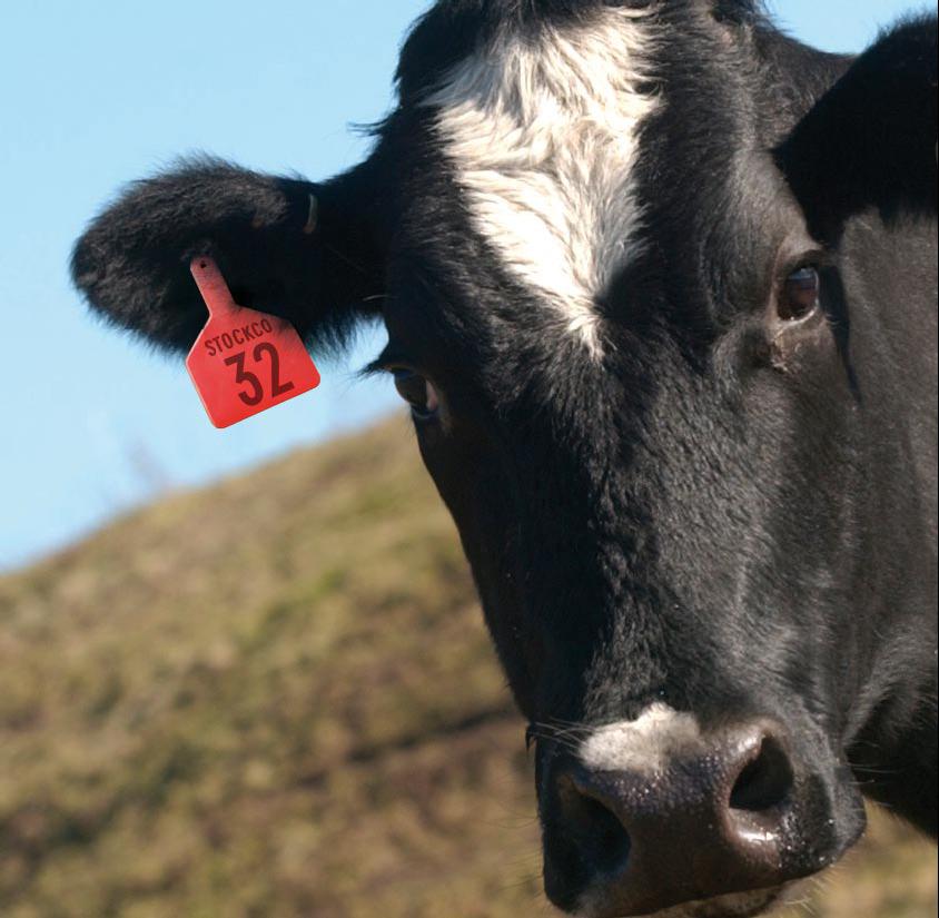 Weather, A$ and grinding beef just not helping local market.