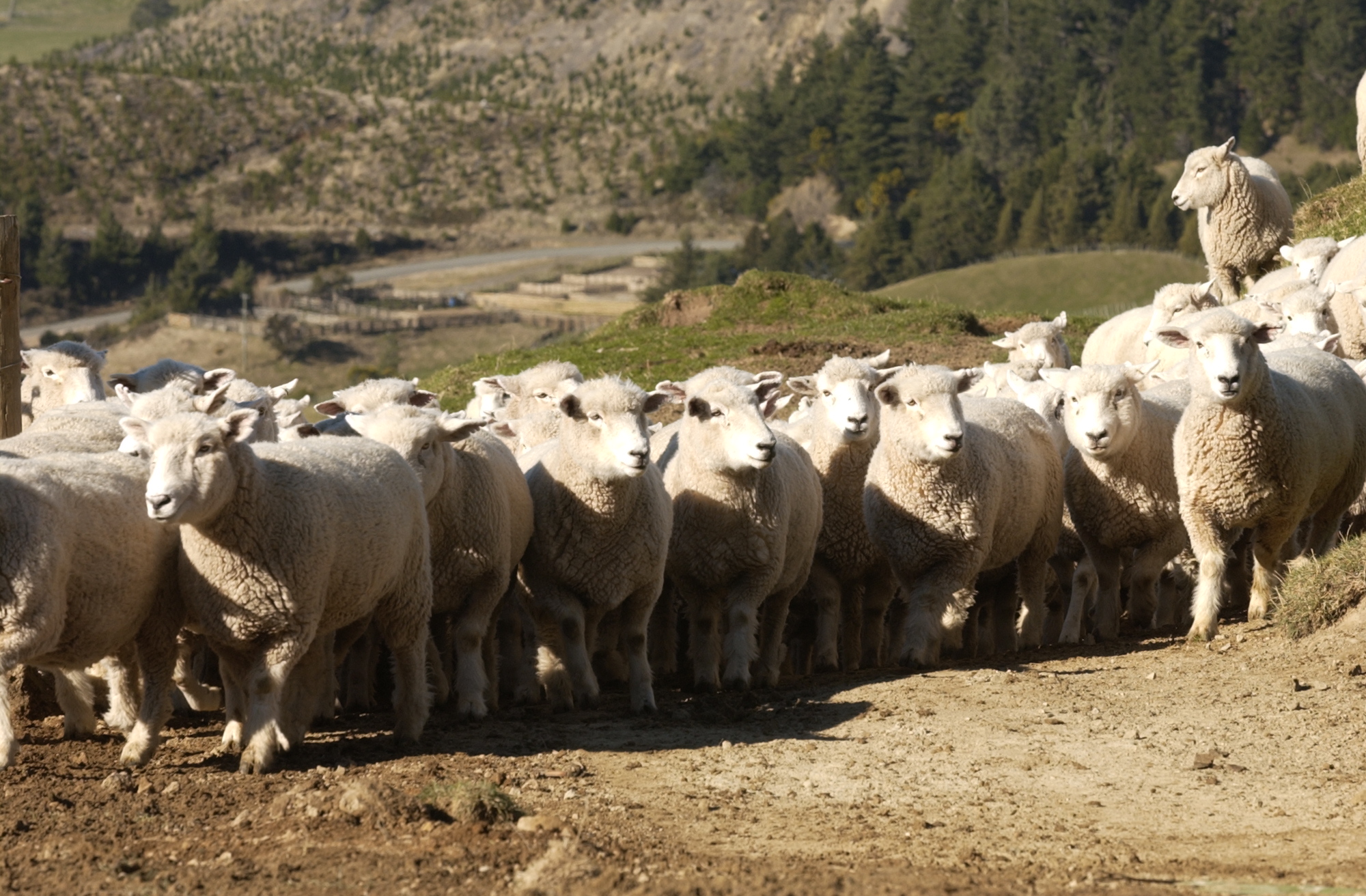 Sheep not out there or growers holding strong.