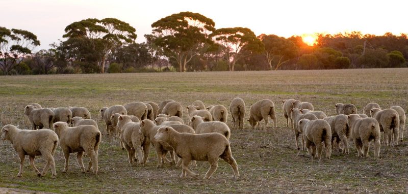 Steady as she goes for wool