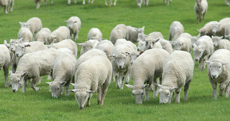 NSW Sheep dive off a cliff and about to get wet