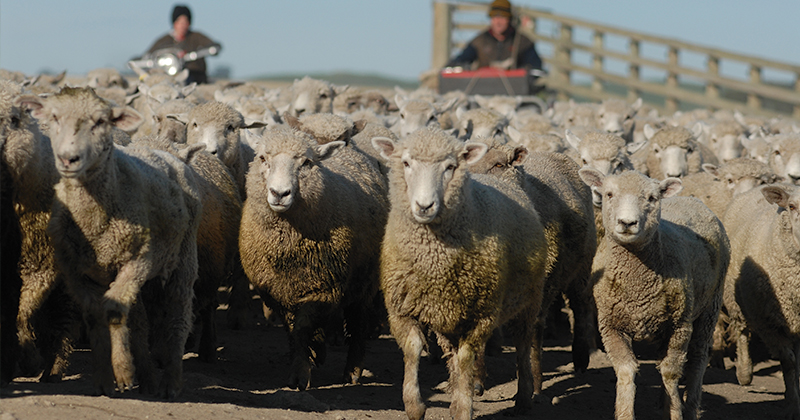 Merinos and mutton hit new records