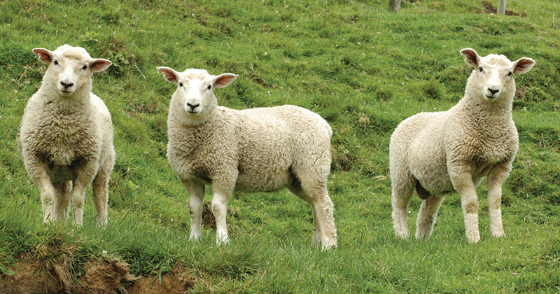Lamb Demand defying supply