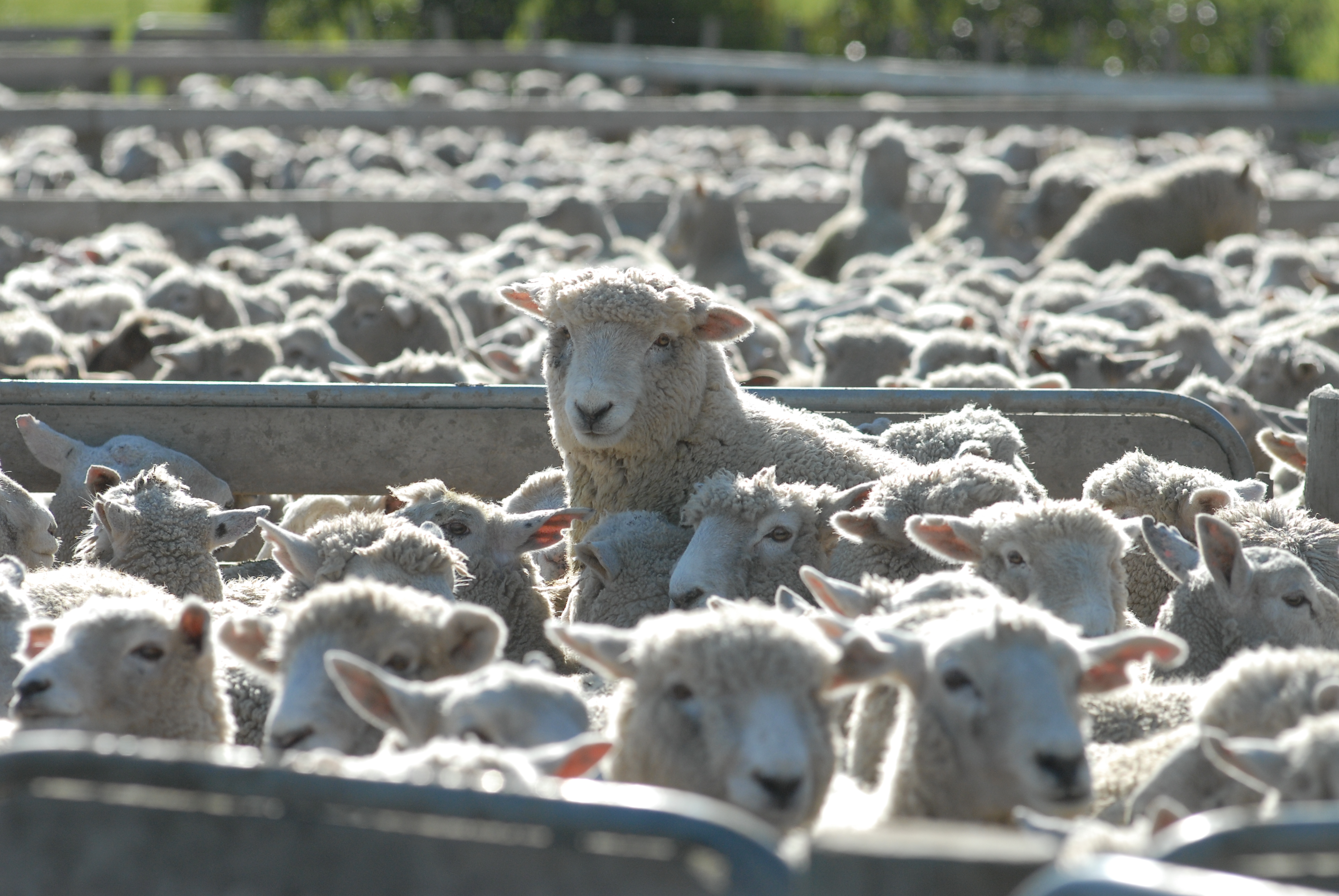 Spring in the wool markets step