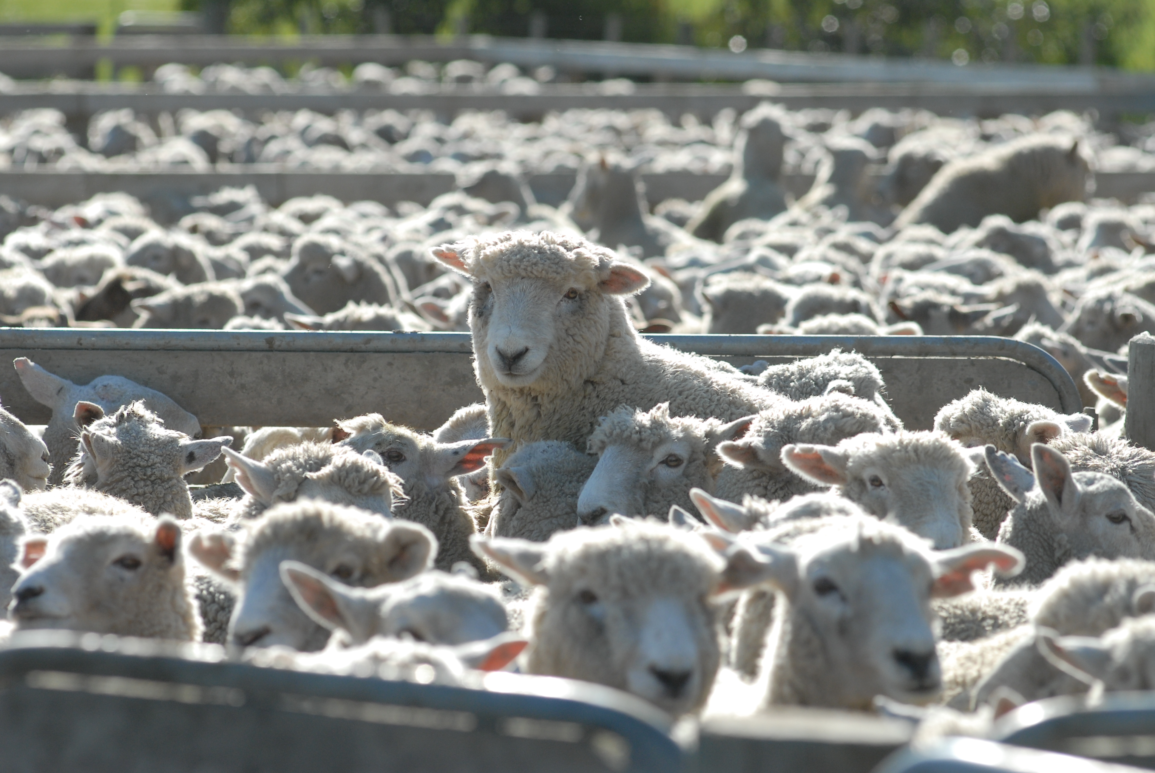 Wool market stronger ….. or is it?