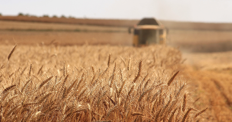 Rising Aussie dollar dampening our grain values