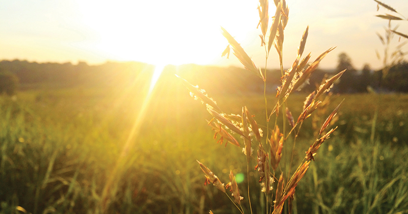 An Indian Summer