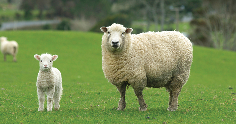 Record start to the year for lambs