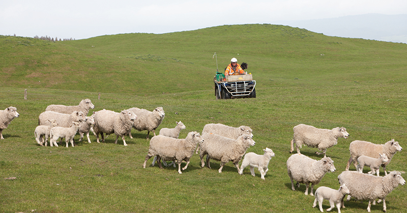 Growers put a floor in the lamb price