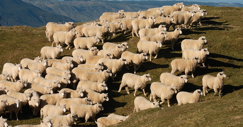 Thank NZ for strong export lamb demand