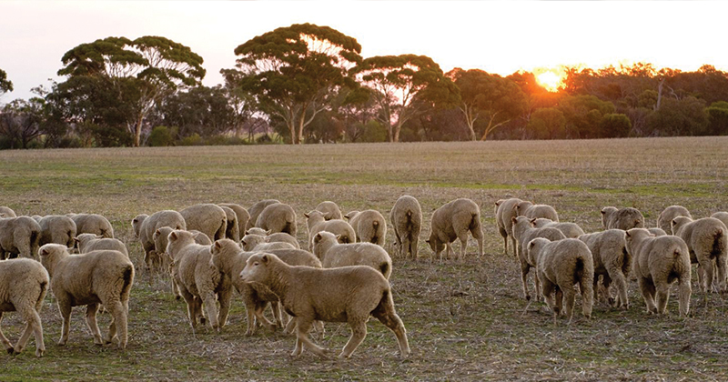 An Ovine slippery slide nearing the bottom