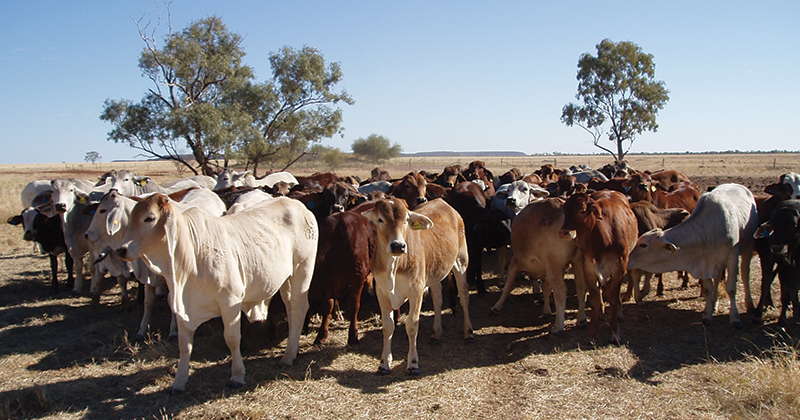 Cows rising against the young cattle trend