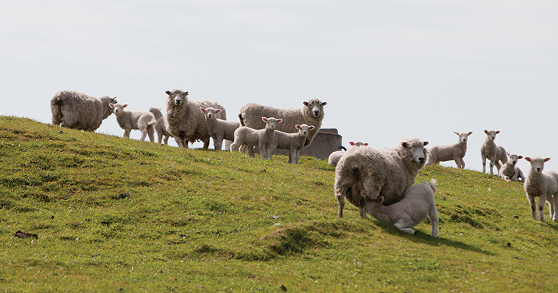 Ovine prices trying to build momentum.