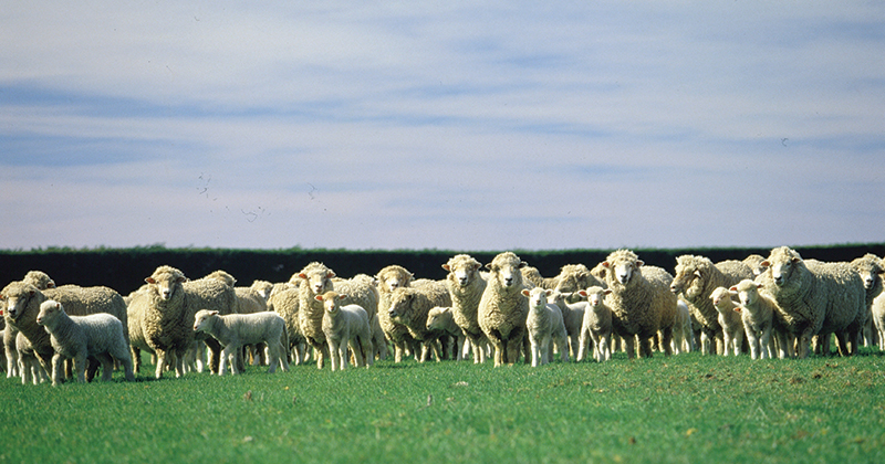 Wool gets by with a little help from a friend