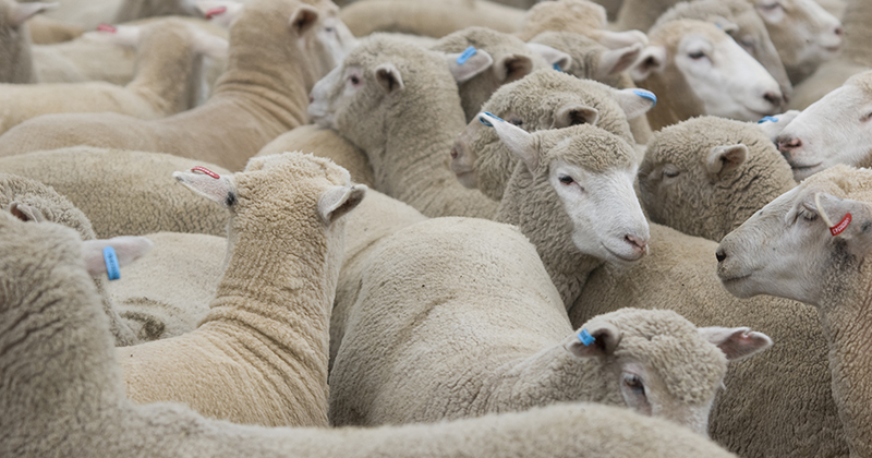 How lamb price perspectives can change in a year.