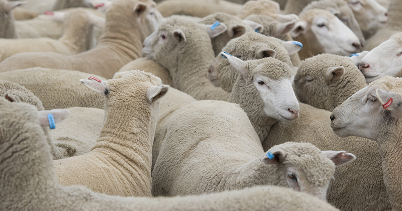 Live export buyers underpin WA prices.