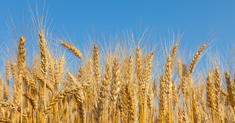 Have wheat imports impacted Australian prices?