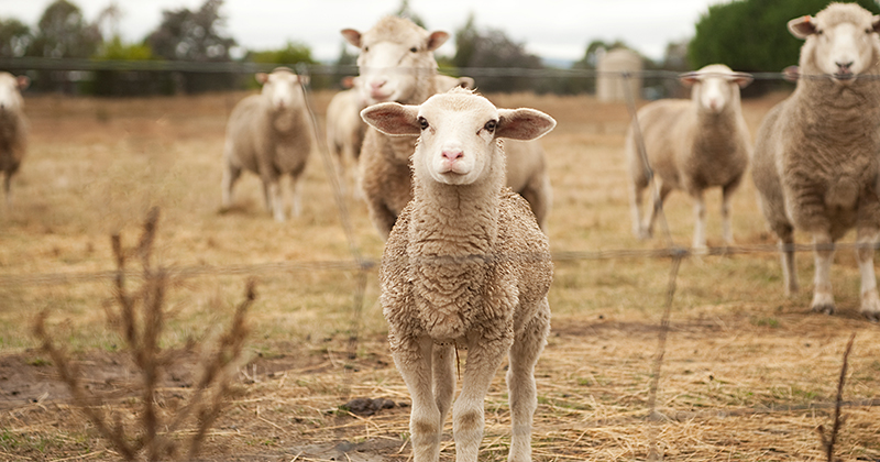 The bottom for lamb or a dead cat bounce?