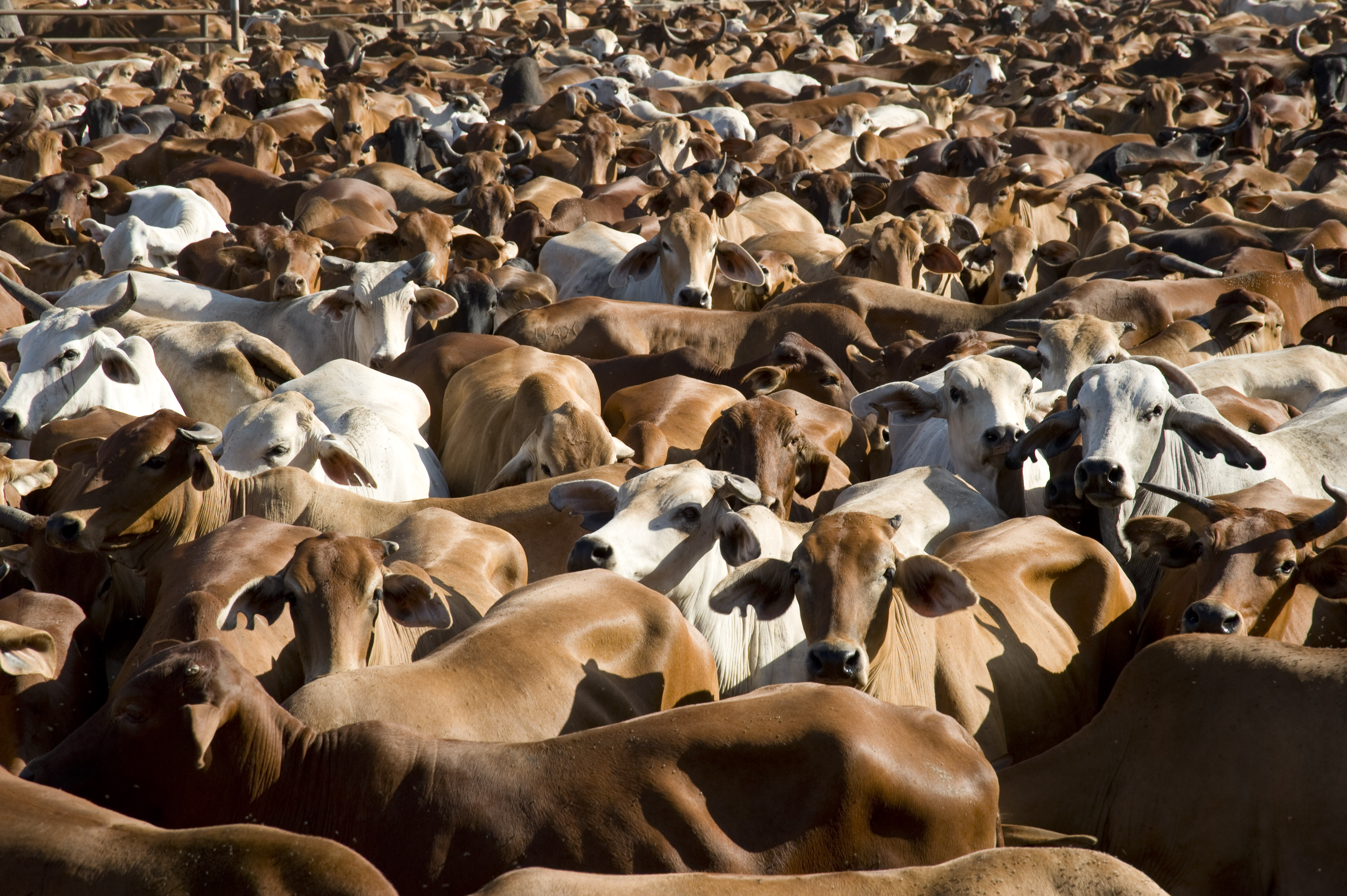 Global beef on the rise, despite fall in Oz.