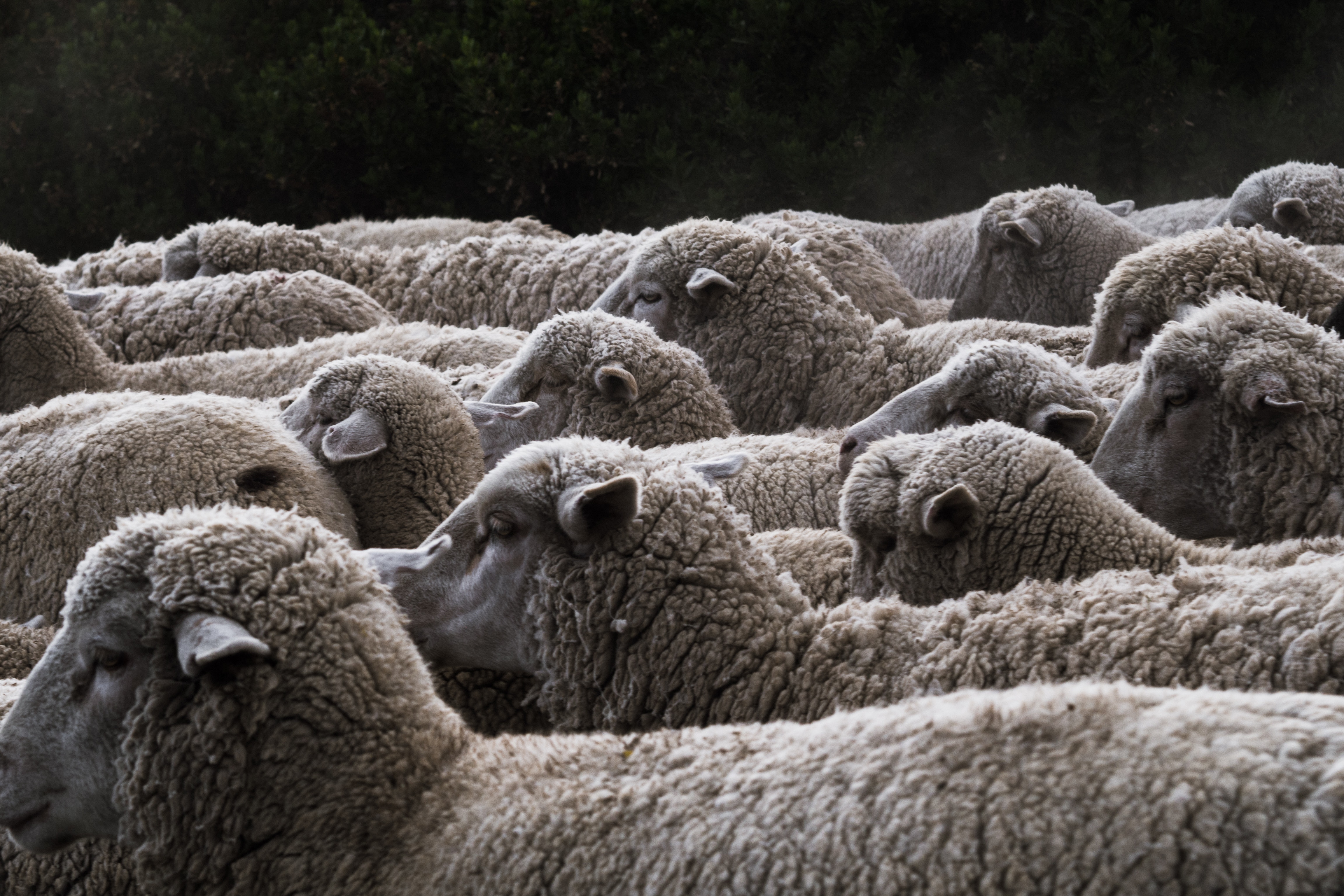 A bit of red ink on the sheep.