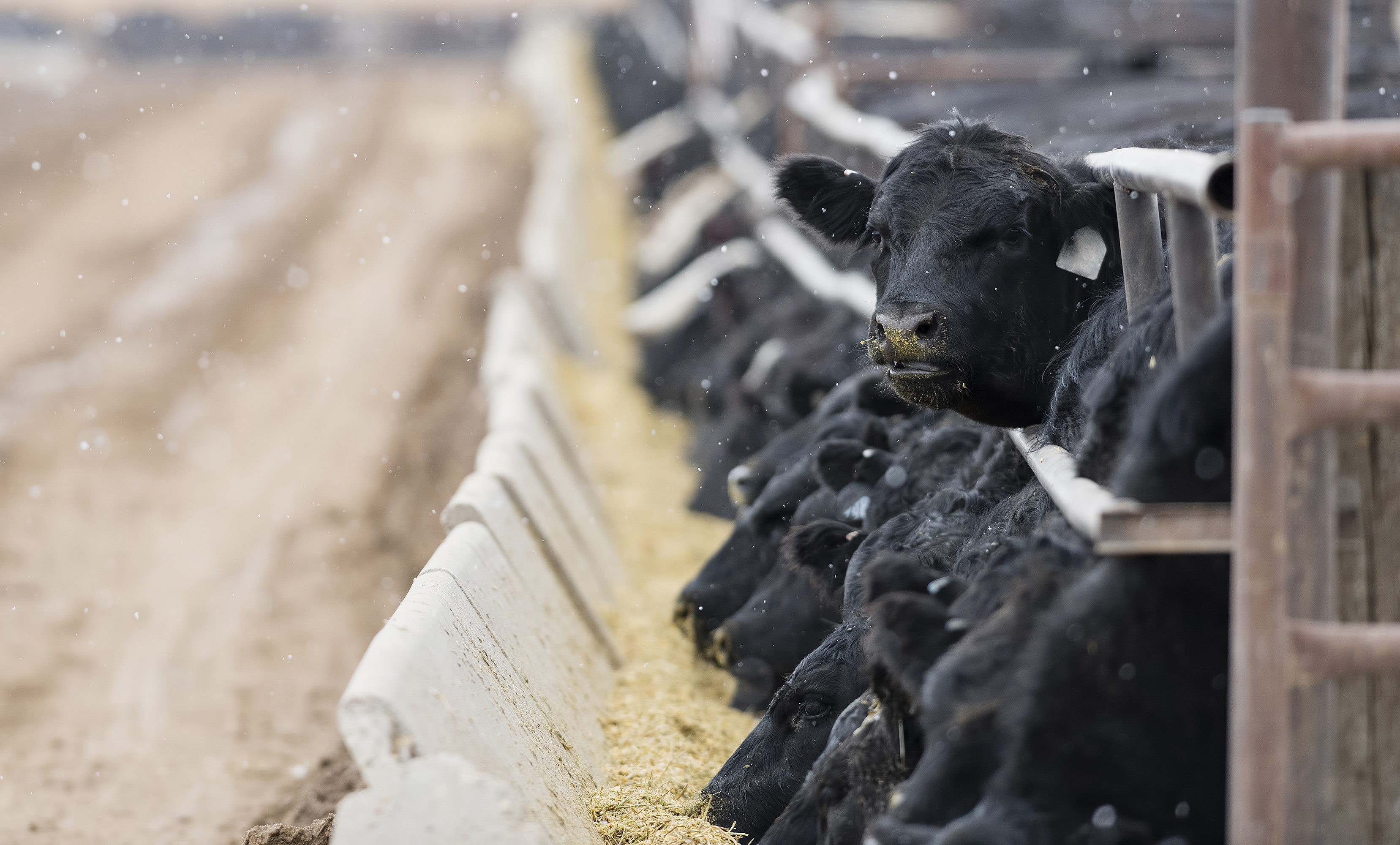 Volatile times ahead for feedlot utilisation