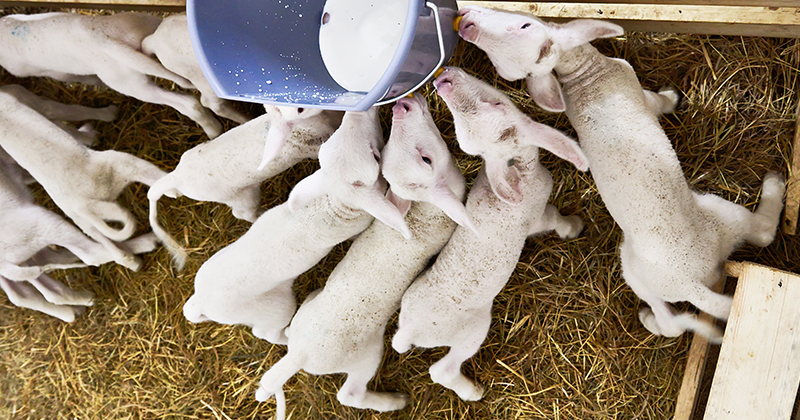 Tell the kids, there is a bit of money in rearing lambs - StockCo Australia