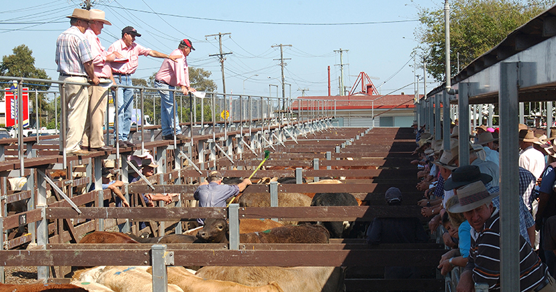 Waning restocker demand waiting for more rain.