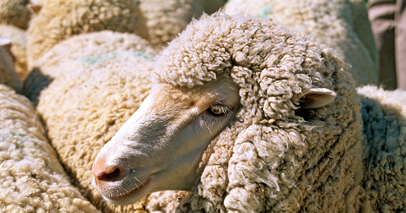 Lighter Merino wethers looking profitable – if you’ve got feed.