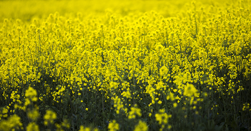 Canola finding some upside