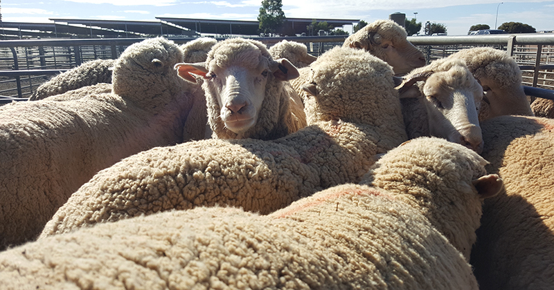 Offshore mutton demand underpins prices despite high supply.