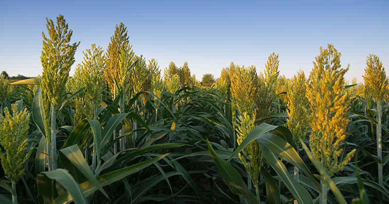 Surety in sorghum?