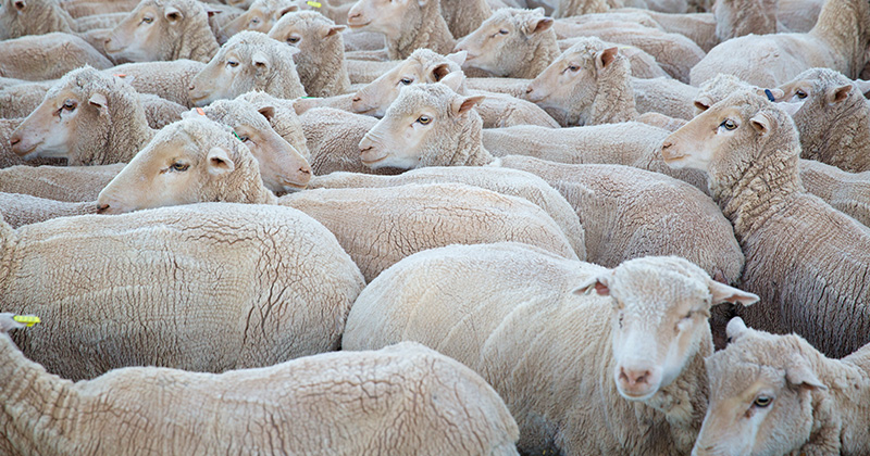 Sheep Huddled Together